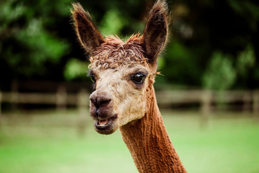 Camper Van Elopement